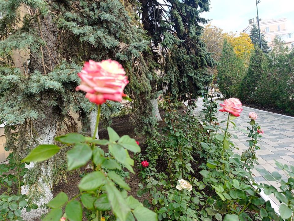 Игорь Лызов: Доброе утро, Амвросиевский муниципальный округ!