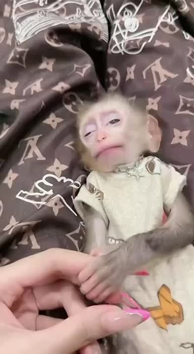 ����������� �������. �������� �����������