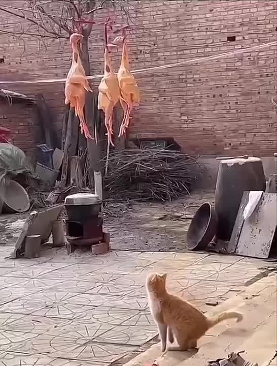��������, ���� �� ���� ���������: