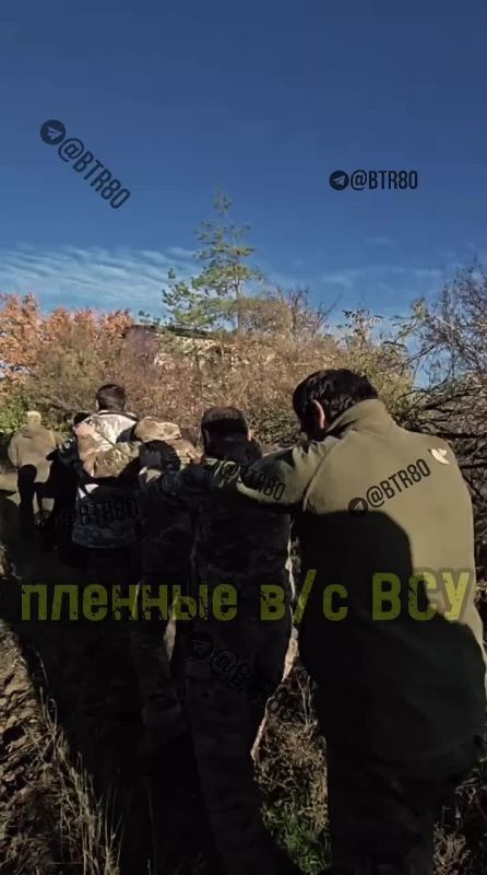 Новая партия пленных ВСУ с Красноармейского направления (Покровск)