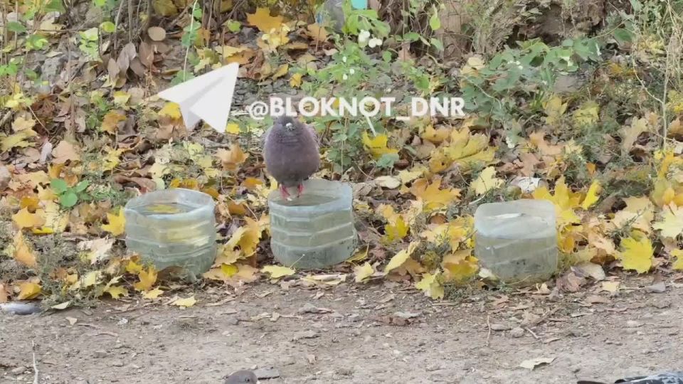 ������ ��-������� - ���, ����� ���� ������ ���� ��� ���� � ��������