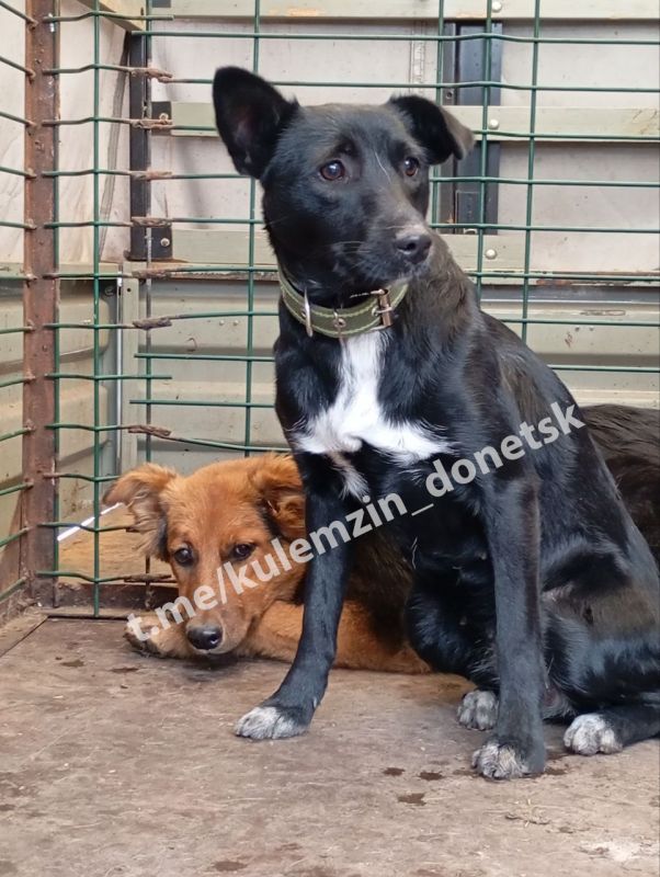 ������� ��������: ���������� ����������� ��������� � ������ ��������� ��������, ����� �������� ������������ ������� ���� �� ���������� �����: ������������ �������� � ��������, � ����� ���������� ������� ����� �����