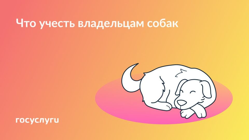 Прогулка, прививка и проезд: что нужно соблюдать, если есть собака