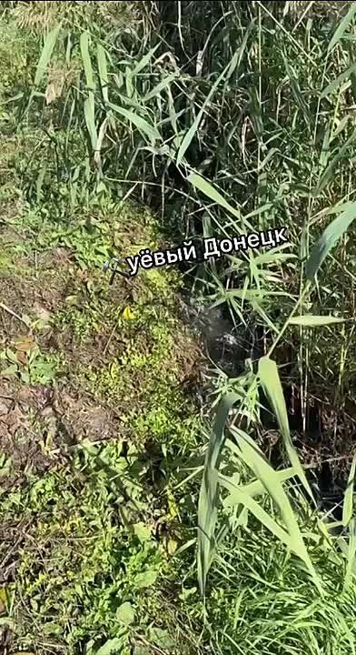 В центре Донецка канализация стекает в Кальмиусское водохранилище