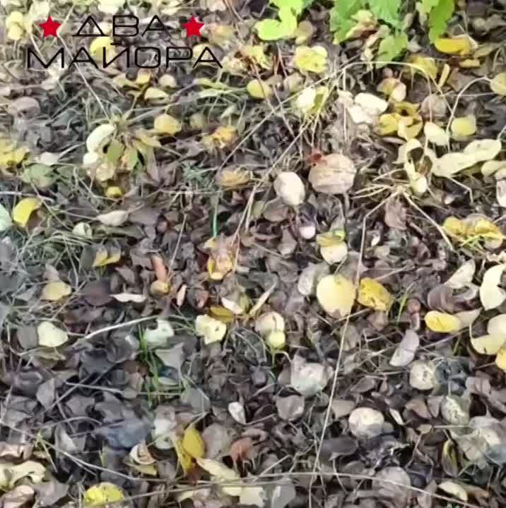 ��� ������: ���������-������������������ �����������