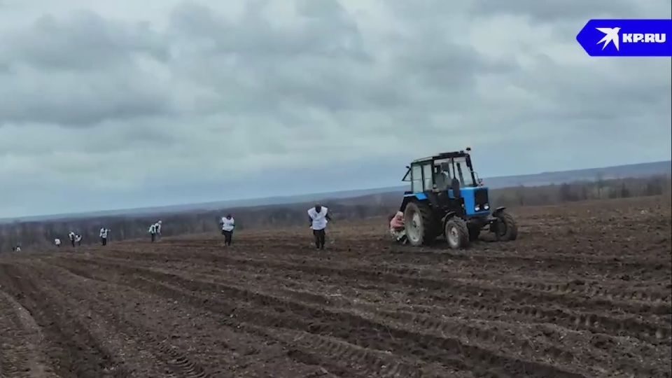 «Здесь будет новый лес!»: В ДНР в Амвросиевском районе начата высадка белой акции