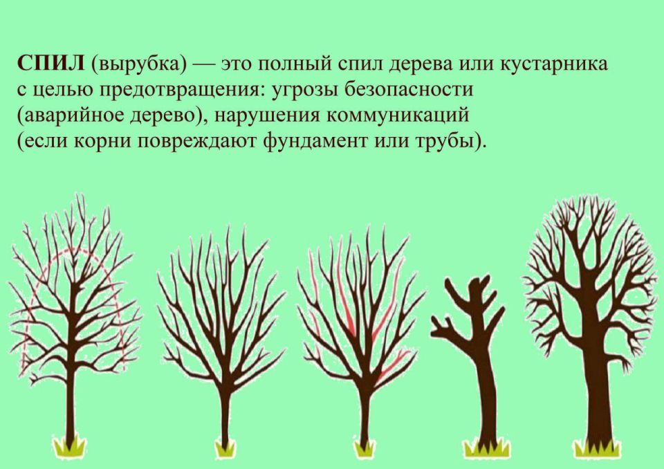 Пилить или не пилить. В Администрацию Амвросиевского муниципального округа поступило много обращений на предмет спила деревьев
