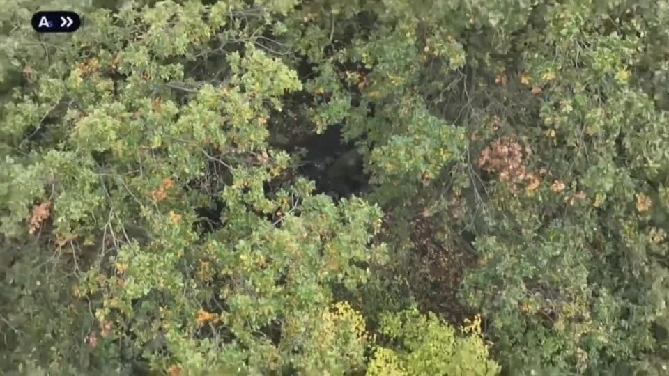  : .   2-  51-           ,         