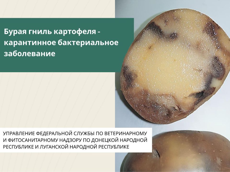 ����� ����� ��������� - ������� �����������, ���������� ��������� Ralstonia solanacearum, �������� ����������� �������� ��� ���������� ���������