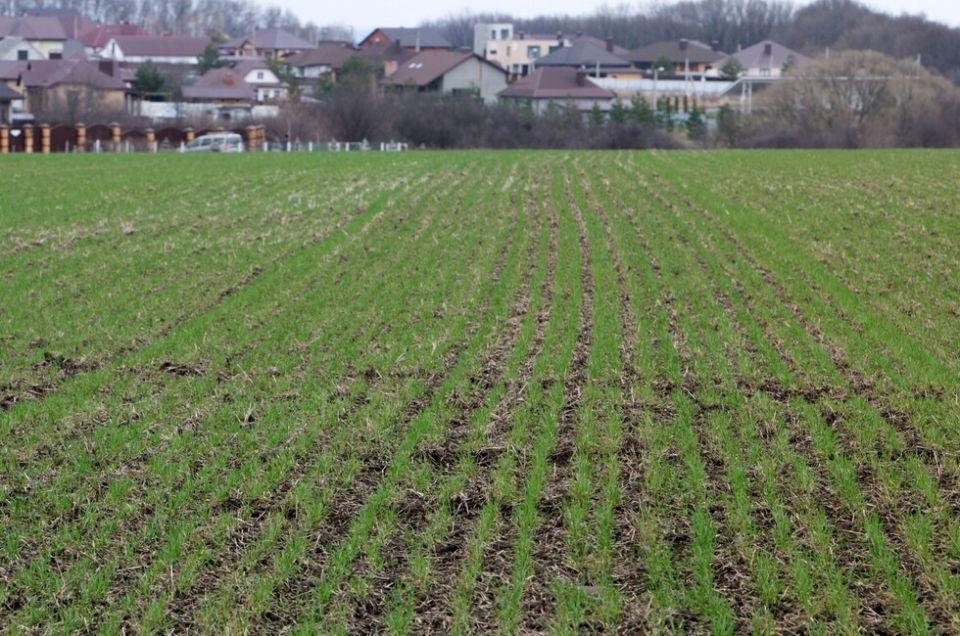 Ливни в ДНР оживили озимые посевы после засушливого лета