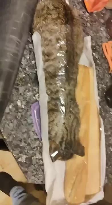 ����� ����� ���� �����, � ������ �� ��������� � ������� ���!
