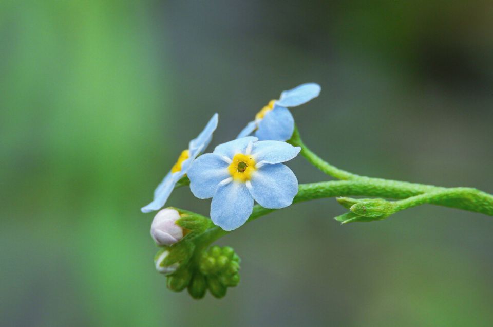 Нежные цветы. В Россельхозцентре назвали идеальное время для посева незабудки