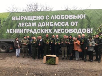 Ленобласть вырастила для восстановления лесов в ДНР 740 тысяч сеянцев сосны