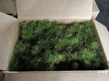 Ленобласть поможет восстановить леса Донбасса