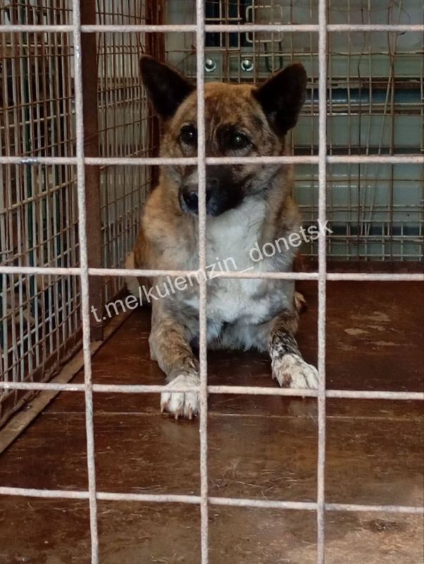 Более ста бездомных животных было выловлено с улиц ДНР за последнюю неделю