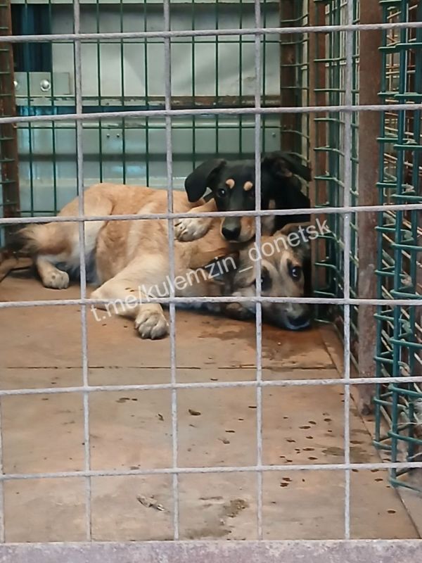 ������� ��������: ������ ���� ����������� ����������� ��������� � ������ �������� ����� �� ������ ��������� ��������