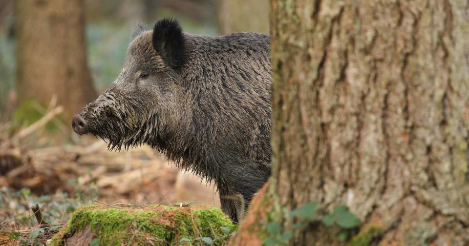 ����� ���� ���������� ������ �� ������� �� ����