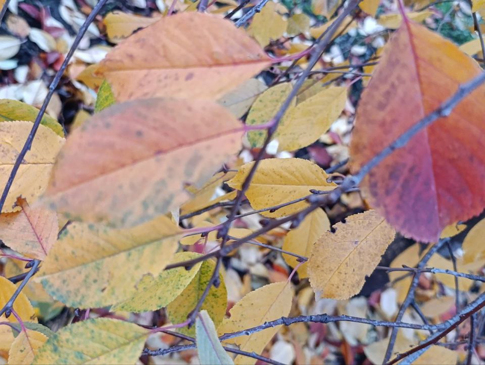 Игорь Лызов: Доброе утро, Амвросиевский муниципальный округ!