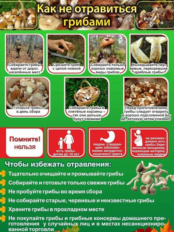 Профилактика отравлений грибами