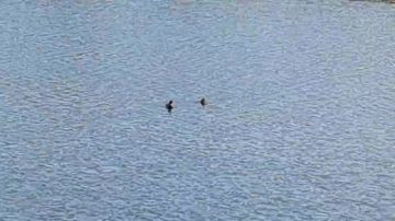 Сергей Лебедев: Кальмиус, Донецк и утки