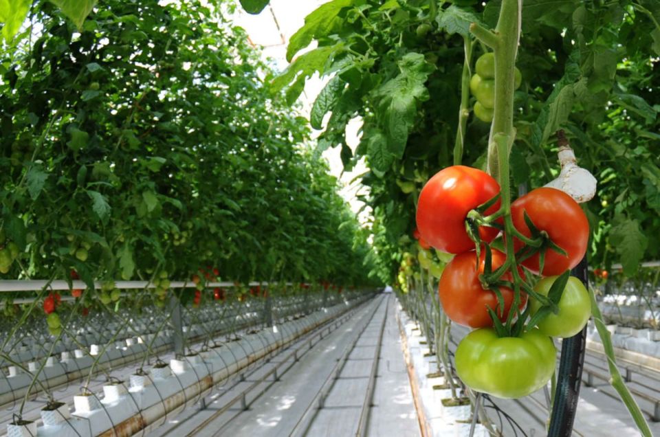 Единый институт пространственного планирования РФ в рамках разработки генерального плана Ждановки предлагает построить в городе современный тепличный комплекс