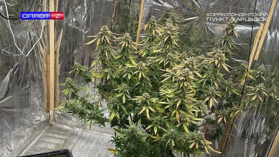 Задержан коноплевод-любитель