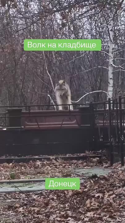 ��� ���������� � ��������: �� �������� ��������� ���� ������� �������� ������
