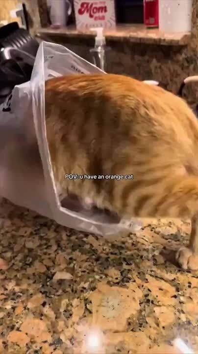 ��� ��������� �������� ������ ���