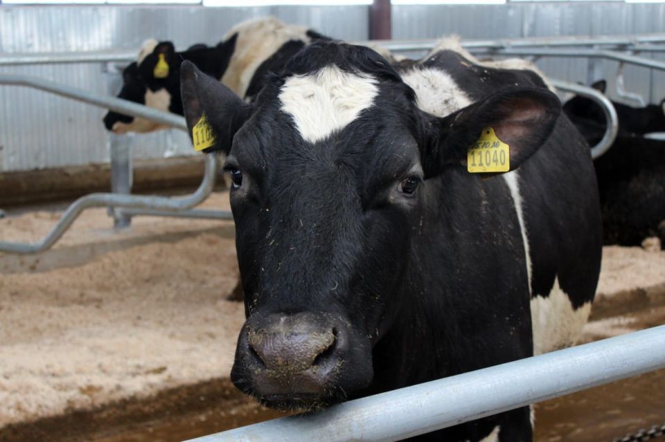 Цифровизация дошла до коровников: 4 из 10 коров в ДНР содержатся на "умных" фермах