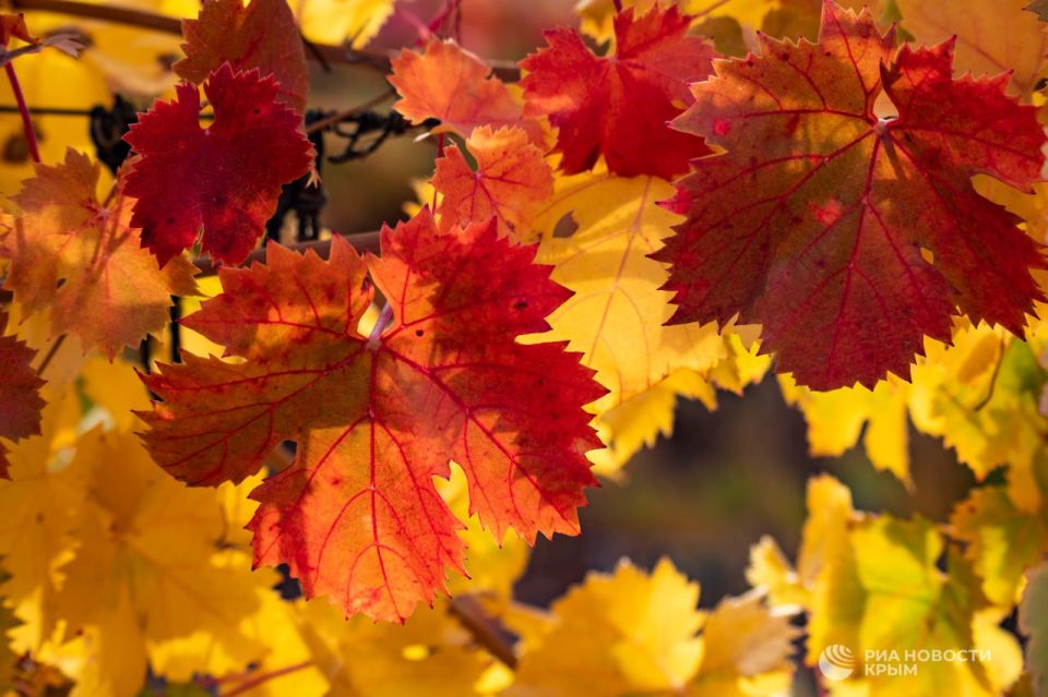 Погода на новых территориях России