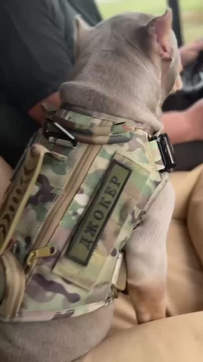 Валерия Петрусевич: Кажется, я ещё не знакомила вас с Кабачком?!