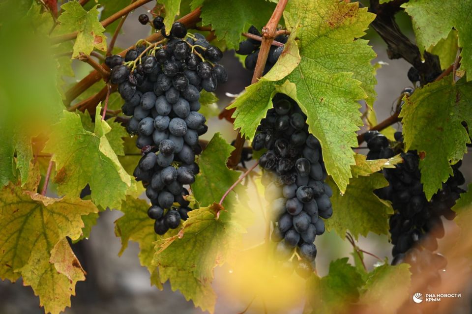 Погода на новых территориях России