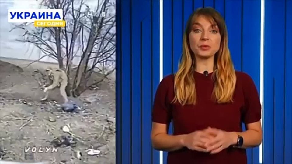 Анатолий Кузичев: И немного о качестве украинской аудитории (кто-то же это смотрит?)