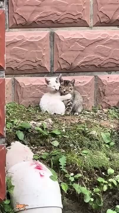 �� ��, ���� �� ������. ����������� ������
