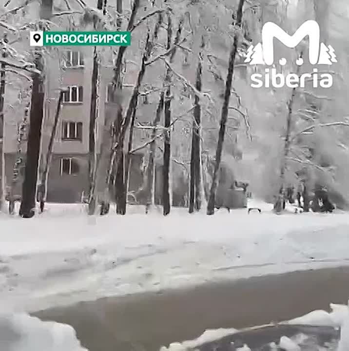 Новый квест от непогоды в Новосибирске — полоса препятствий с поваленными деревьями