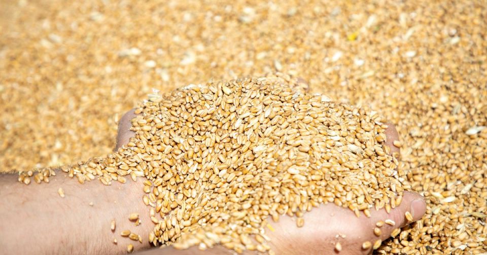 С 5 по 21 ноября 2025 года в ЛНР сотрудниками Управления Россельхознадзора по ДНР и ЛНР при проведении наблюдения за соблюдением обязательных требований были выявлены факты недостоверного декларирования зерна