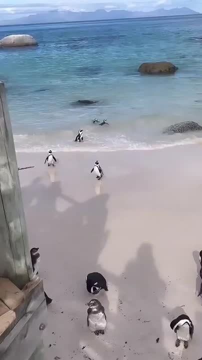 � ������ �����, ���������!