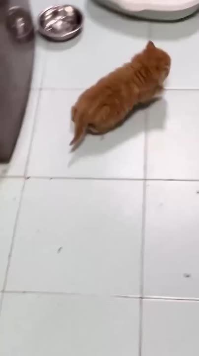 ���� �������� �����-�� �������� ����� ��������