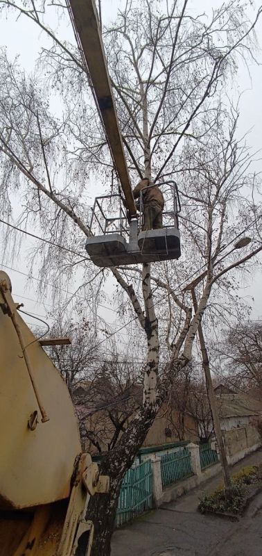 Кронирование деревьев – дело необходимое