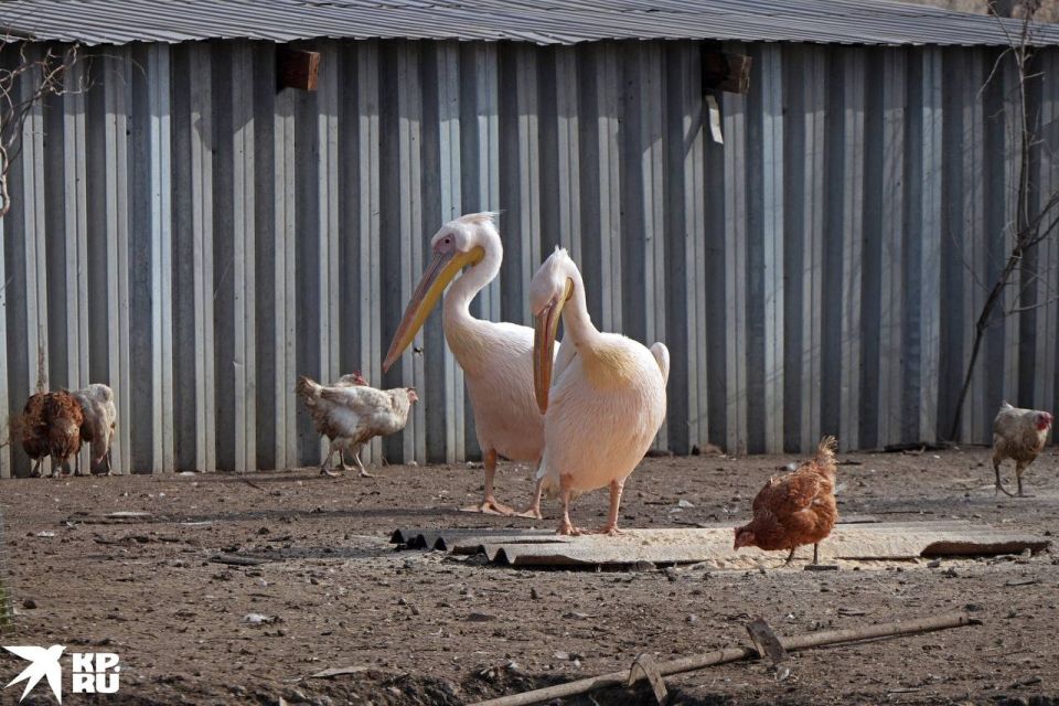 Вот такая красивая пара пеликанов живет в мариупольском зоопарке