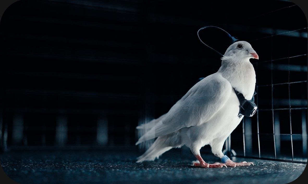 Российская биотехническая лаборатория объявила о создании уникальных голубей-биодронов