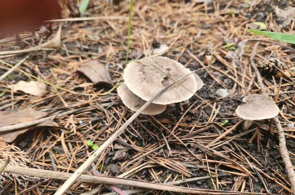 «Грибной бум» в ДНР: дожди вызвали предзимний урожай грибов