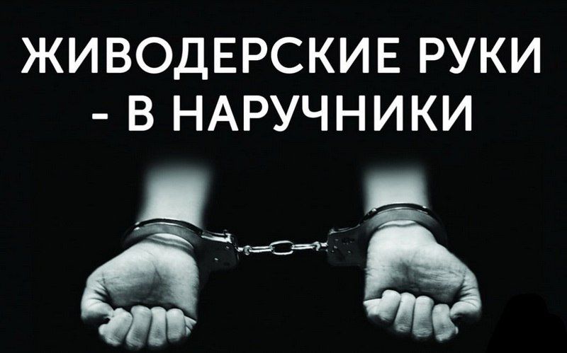 Какой срок могут дать за жестокое обращение с животным?