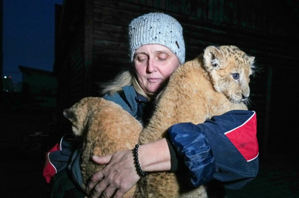 Львенок-найденыш обрел дом в Мариупольском зоопарке