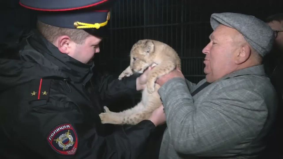 Маленького львенка спасли полицейские в одном из частных дворов в ДНР