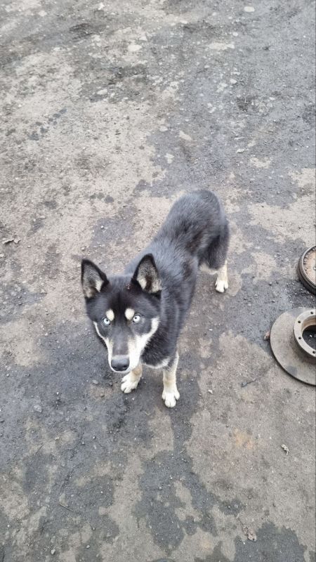 Найдена собака в районе Бажанова в Макеевке