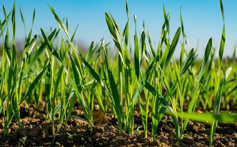 В Донецкой Народной Республике завершается озимый сев