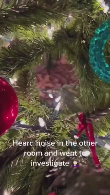 ����� �� ���� ����� ������:
