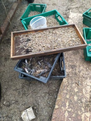 Полицейские пресекли факт незаконного вылова рыбы