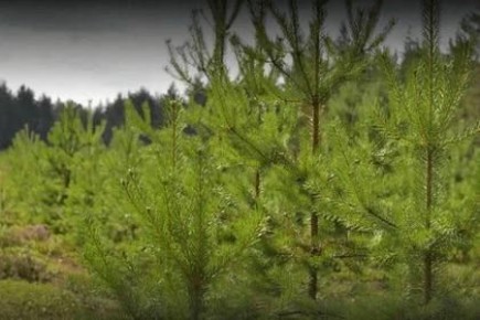 Практически все регионы РФ в 2026 году готовы помочь в восстановлении лесов ДНР